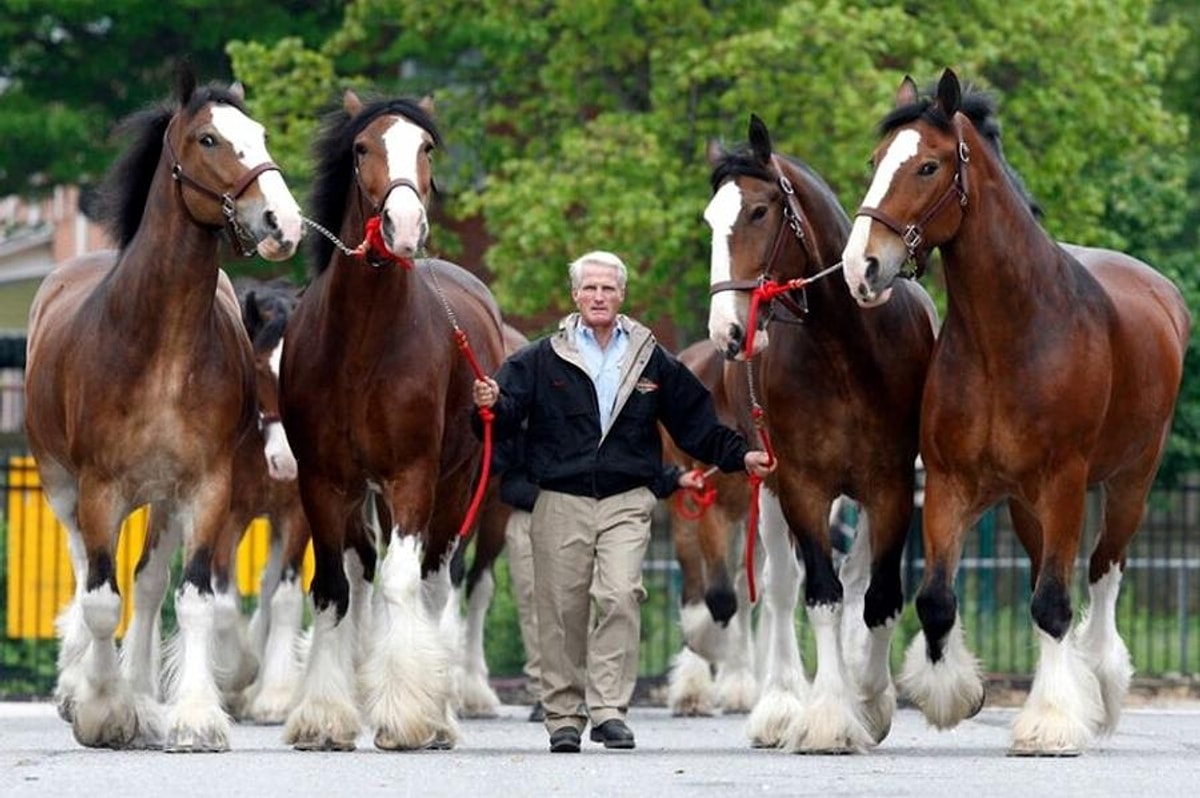 Clydesdale Cock