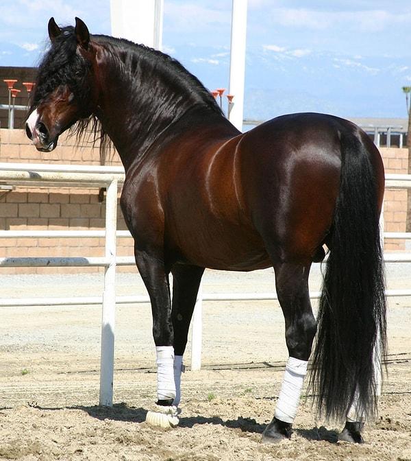 7. Andalusian