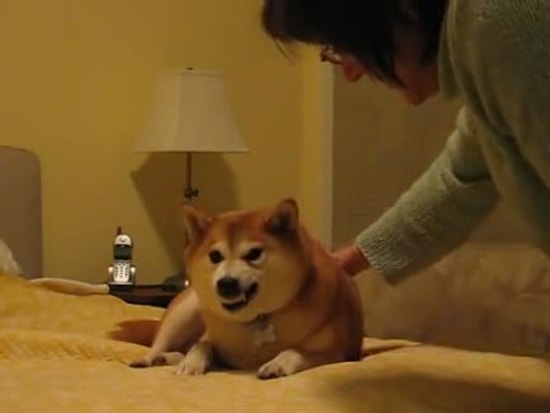 Şeytan'ın Adını Duymaya Bile Tahammülü Olmayan Köpek