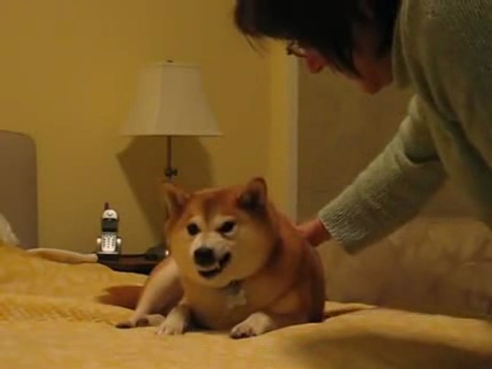 Şeytan'ın Adını Duymaya Bile Tahammülü Olmayan Köpek