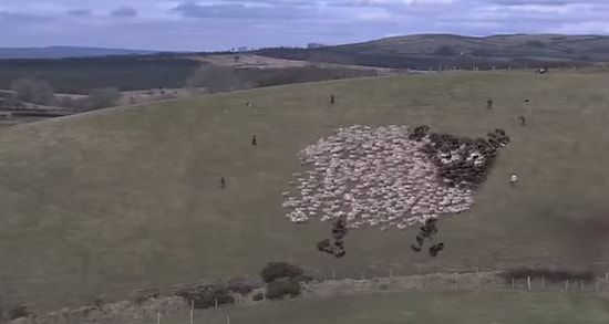 Koyun Sürüsüyle Yapılan İnanılmaz Kareografi