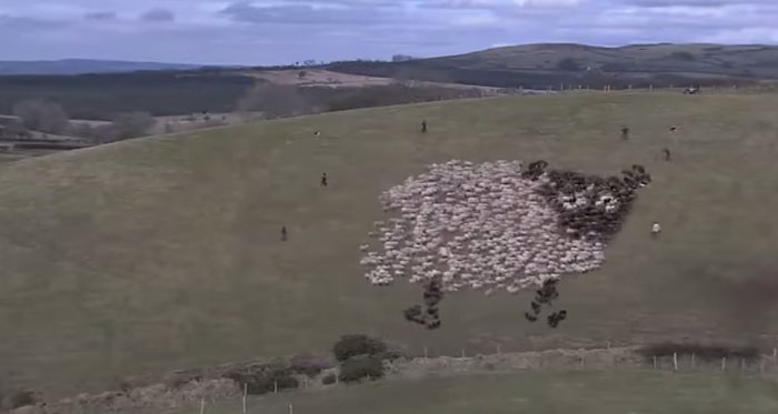 Koyun Sürüsüyle Yapılan İnanılmaz Kareografi