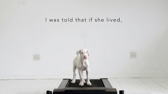 Fazla Yaşamaz Denilen Köpeğin 6 Ay İçindeki Değişimi