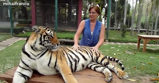 Küçük Kedi Gibi Davranan Büyük Kediler!