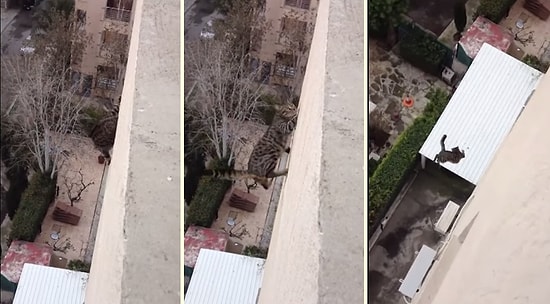 Kediler Her Zaman Dört Ayak Üstüne Düşer