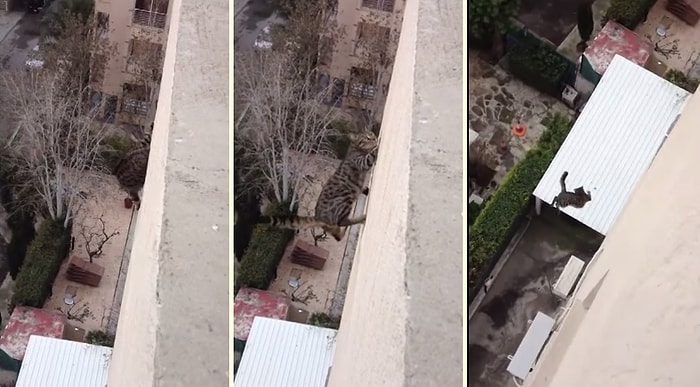 Kediler Her Zaman Dört Ayak Üstüne Düşer