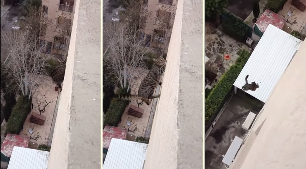 Kediler Her Zaman Dört Ayak Üstüne Düşer