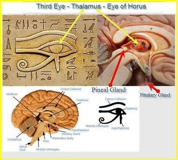 13. Horus’un gözü ile ilgili dikkat çeken bir diğer ayrıntı ise insan beyni ile arasındaki benzerliktir.