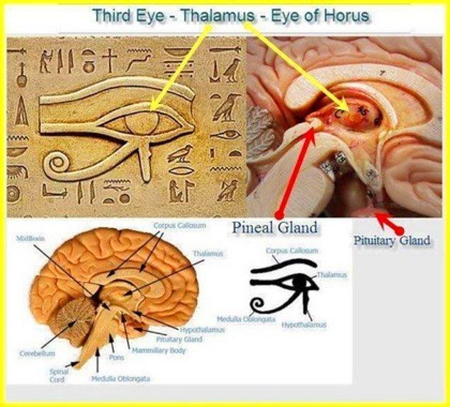 13. Horus’un gözü ile ilgili dikkat çeken bir diğer ayrıntı ise insan beyni ile arasındaki benzerliktir.