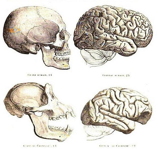6. İnsan Beyni