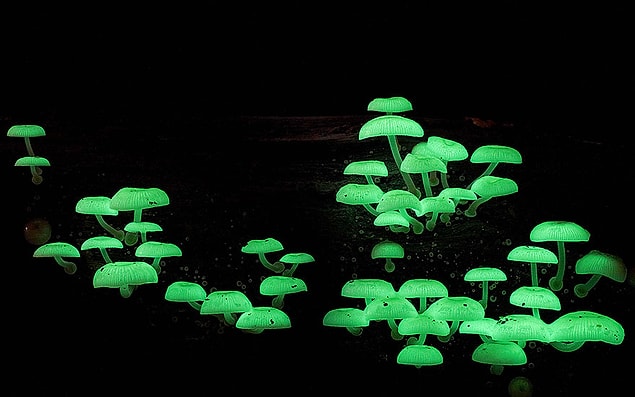 1. Mycena Chlorophos