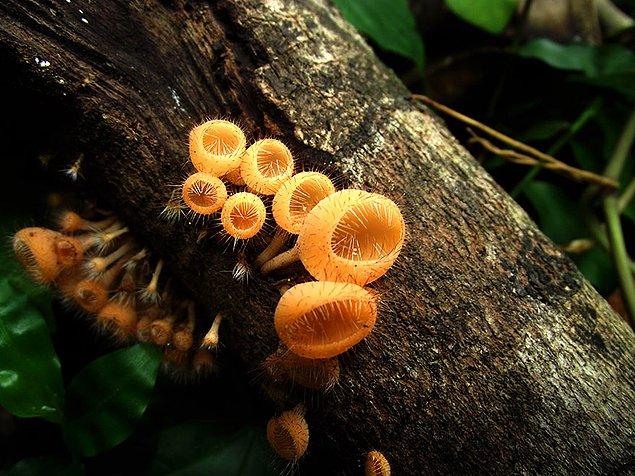 7. Tiny Golden Mushrooms