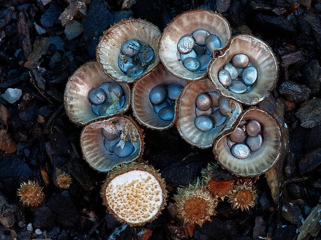 21. Cyathus Striatus