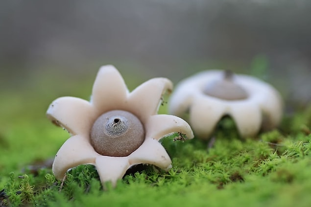 24. Geastrum Minimum