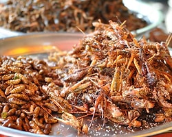 'Iyy' Deme Nimet O! Böceklerden Terli Elbiselere Geleceğin 7 Besin Kaynağı