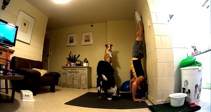 Sahibiyle Birlikte Amuda Kalkan Köpek