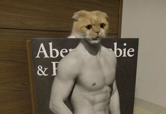 Hayali Kurulan Şahane Vücutlara Çok Çalışarak Sahip Olmuş 16 Kaslı Kedi