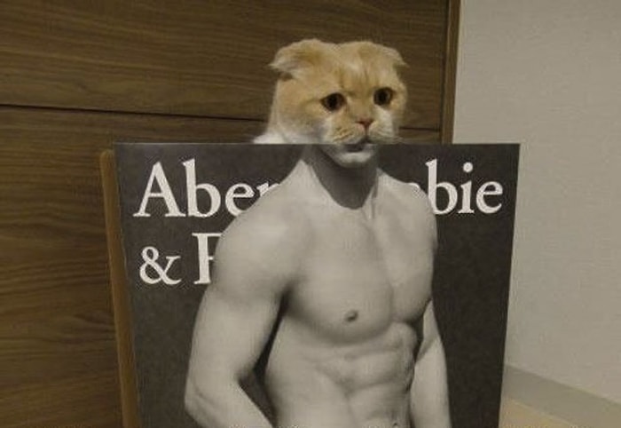 Hayali Kurulan Şahane Vücutlara Çok Çalışarak Sahip Olmuş 16 Kaslı Kedi