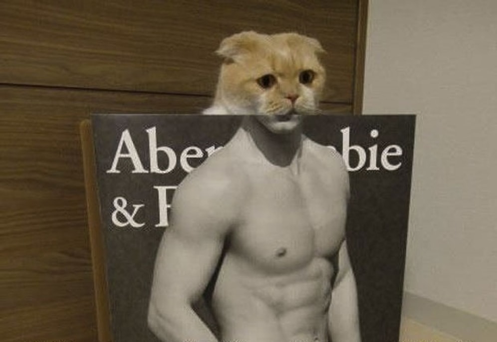 Hayali Kurulan Şahane Vücutlara Çok Çalışarak Sahip Olmuş 16 Kaslı Kedi