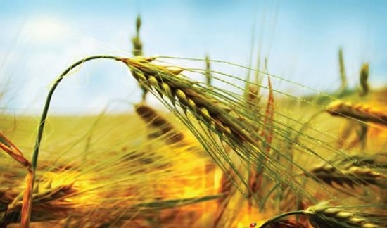 14 Mayıs Dünya Çiftçiler Günü'nde Türkiye'de Tarımın Sorunlarına Kısa Bakış