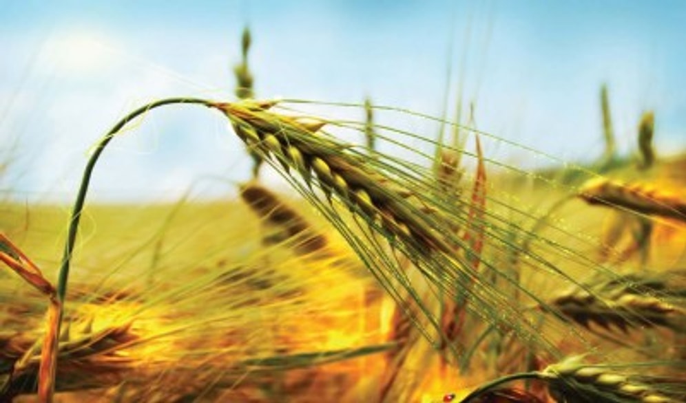 14 Mayıs Dünya Çiftçiler Günü'nde Türkiye'de Tarımın Sorunlarına Kısa Bakış