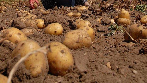 Mesela Niğde 'var yılında' 1 milyon patates üretimi ile Türkiye şampiyonu ama Türkiye'de 6 tane olan patates üreticiler birliğinden bir tanesi bile Niğde'de değil.