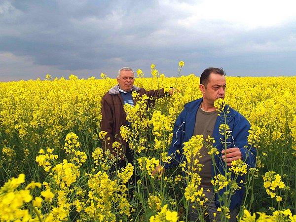 Buğday, pamuk, tütün, fındık, pancar… Anadolu toprağının pek çok has ürünü, artık üretilmeme tehlikesiyle karşı karşıya.
