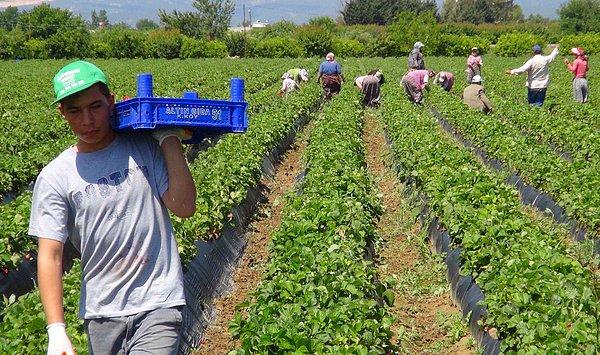Türkiye'de 77 milyonluk nüfusun yaklaşık 15 milyonu (toplam iş gücünün %45'i) tarım sektöründe istihdam edilirken, AB-15 dediğimiz Avrupa Birliğinin ilk üyeleri 15 ülkenin 380 milyonluk nüfusunun yaklaşık 7 milyonu (toplam iş gücünün %5.6'sı) tarım sektöründe istihdam edilmektedir.