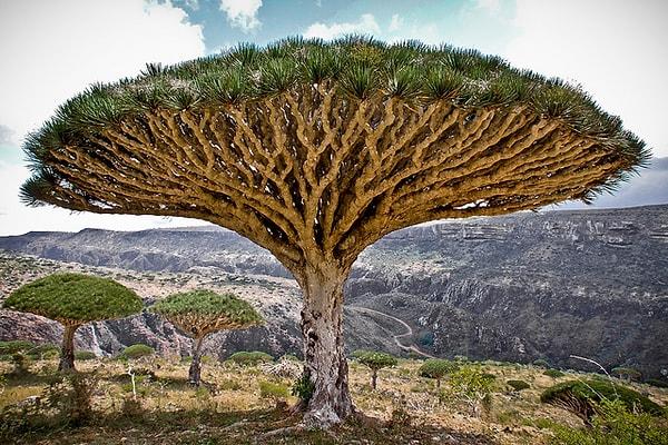 8. Socotra Archipelago, Yemen
