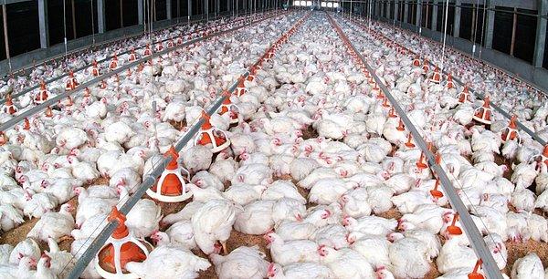 5. Kuş Gribi Paniği: Gebze'de 10 Bin Tavuk İtlaf Edildi
