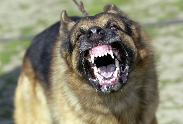 köpeklerin çene basıncı