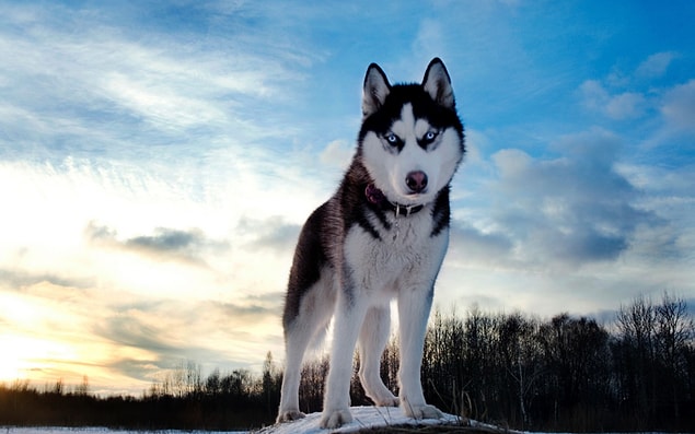 10. Alaska Haskisi