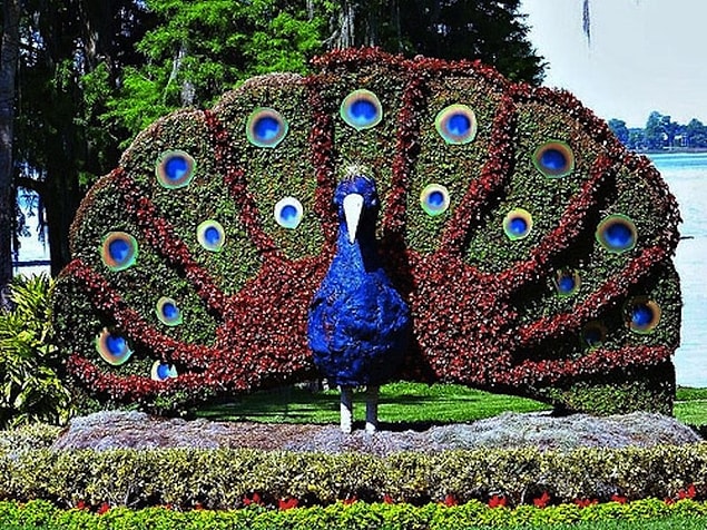 6. Tavuskuşu