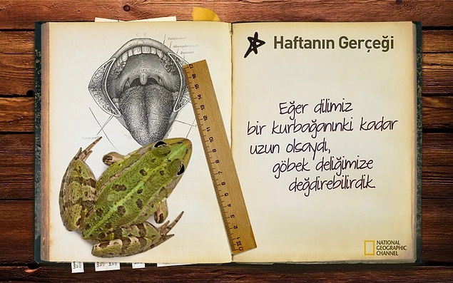 Danimarkanın ilginç gerçekleri Danimarkanın ilginç gerçekleri