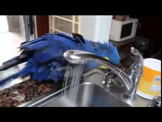 Musluğu Açıp Duş Alan Papağan