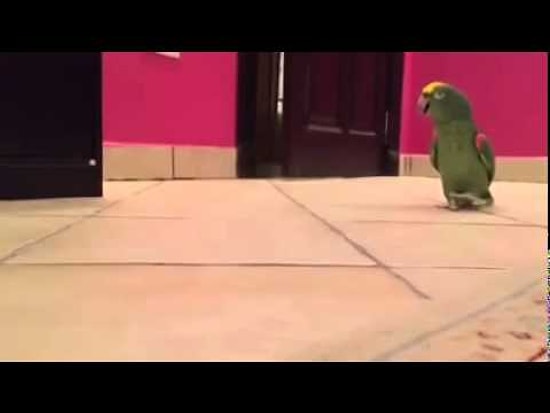 İçine Erol Taş Kaçmış Kuş