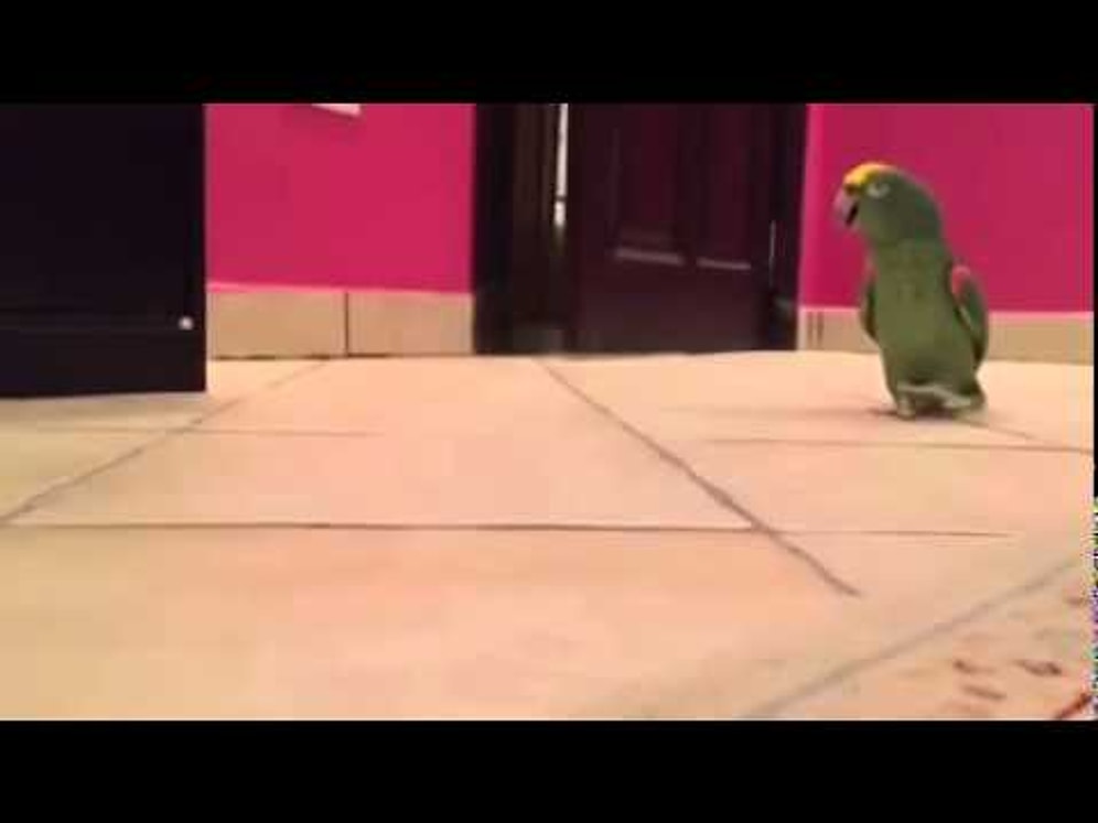 İçine Erol Taş Kaçmış Kuş