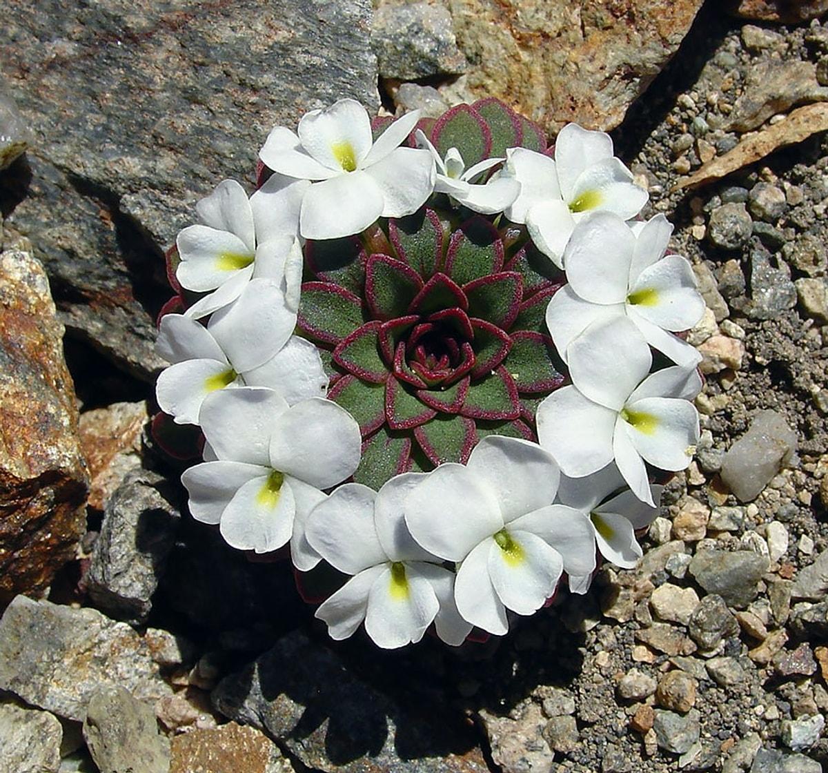 Цветы 2 раза в год. Крестовник Килиманджаро. Viola sacculus. Фиалка Килиманджаро. Красивые растения.