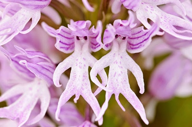 7. Soyunup kol kola giren iki adama benzeyen 'Orchis Italica'