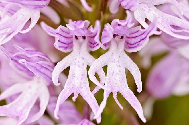 Orkidelerin Bir Şeylere Benzemeye Çok Meraklı Olduklarının 13 Örneği