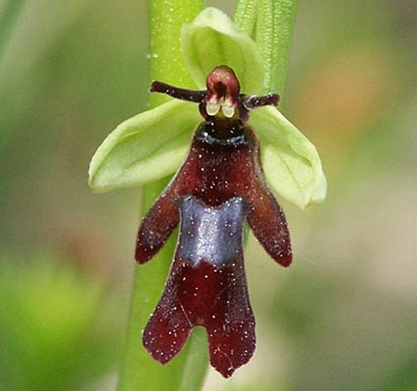 9. Saçlarını yanlara örmüş, kilolu değil ama kemikleri kalın kızlara benzeyen 'Ophrys Insectifera'