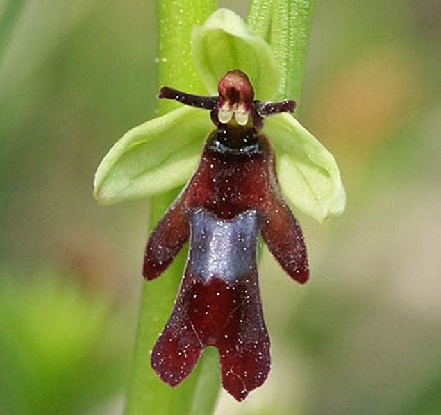9. Saçlarını yanlara örmüş, kilolu değil ama kemikleri kalın kızlara benzeyen 'Ophrys Insectifera'