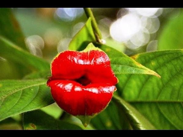 1. Sezen Aksu'nun dudaklarına benzeyen 'Psychotria Elata'