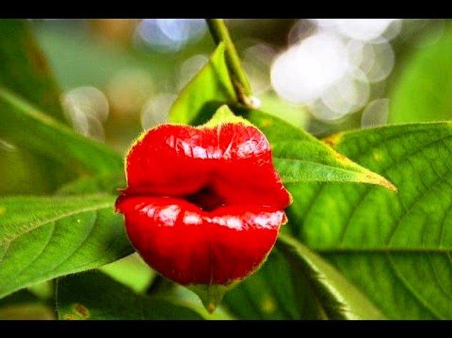 1. Sezen Aksu'nun dudaklarına benzeyen 'Psychotria Elata'