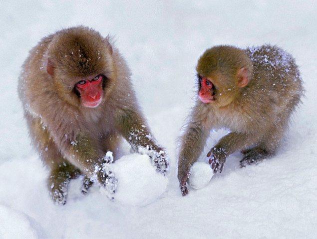 10. 'Keyfine Dükün' Japon Makak (Kar) Maymunları