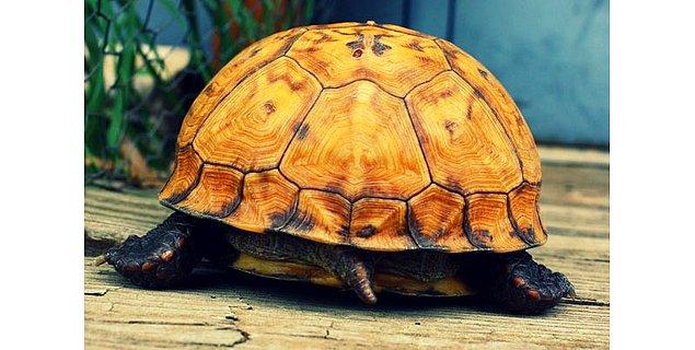 18. 'G.tünden Soluyan' Kaplumbağalar