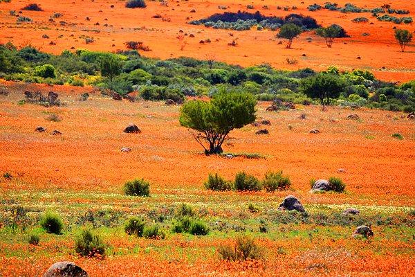 23. Namibya ve Güney Afrika arasındaki kurak bir bölgede 600 mil boyunca uzanan Namaqualand, her bahar mevsiminde aniden ortaya çıkan turuncu ve beyaz papatyalarıyla ünlü, dünyanın en sürreal manzaralarından birine sahip olan bir bölge.