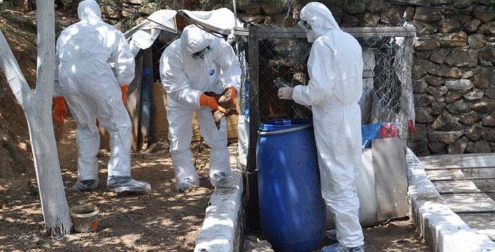 İzmir’de Kuş Gribine Rastlanan Mahalle Karantinada