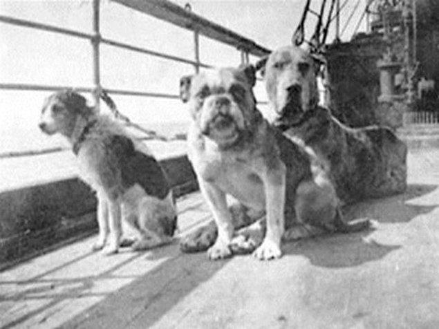 21. Titanik gemisinde sahipleri ile birlikte seyahat eden 12 köpekten 3'ü kurtulabilmiş.