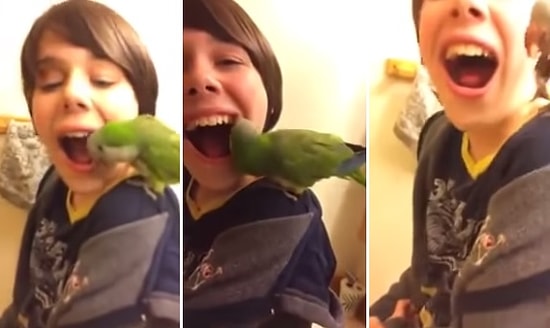 Kırık Dişini Kuşa Çektiren Çocuk